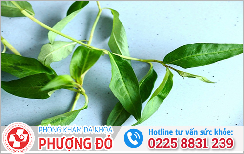 Cách phá thai bằng rau răm 